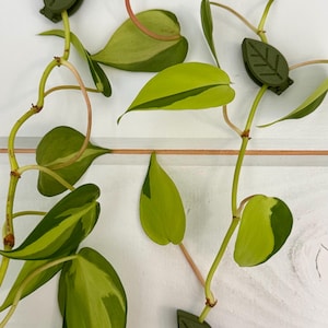 May include: A close-up of a green plant with variegated leaves and green leaf-shaped clips attached to the stems.