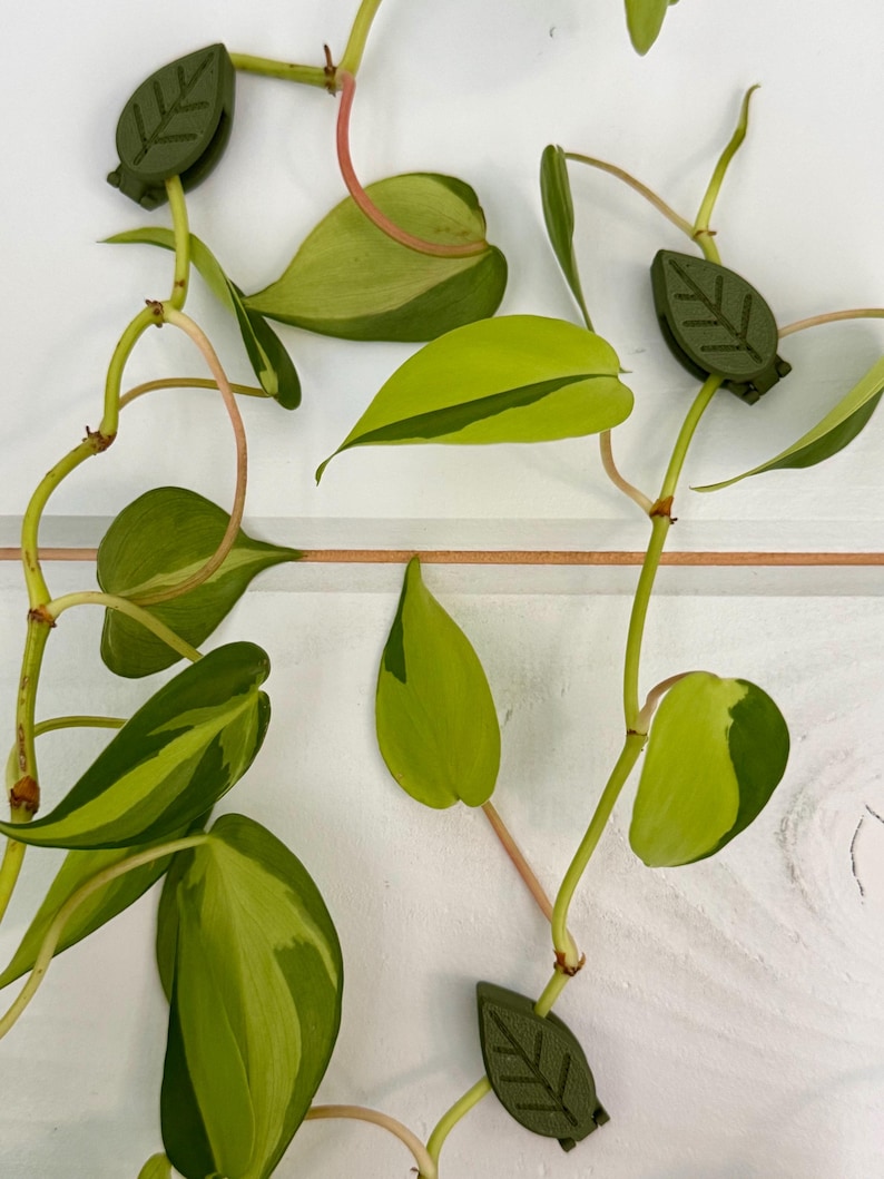 May include: A close-up of a green plant with variegated leaves and green leaf-shaped clips attached to the stems.