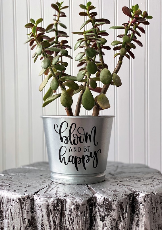 bonsai money trees Money Tree, Pachira Kokedama