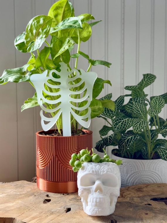 where to buy money tree plant Full Size Money Tree