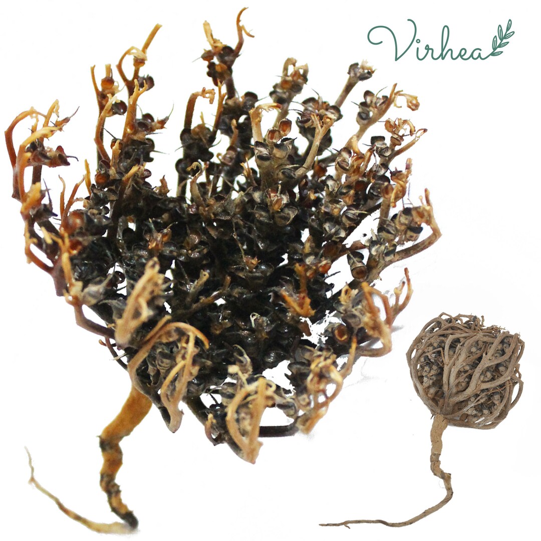 Rose of Jericho in Bulk Chajarat Mariam Etsy