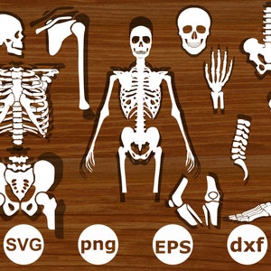 Human Skeleton Svg, Human skull svg . Bones Svg, Human skeleton cut files . Human spine svg .Skeleton svg bundles . Human Skeleton cut files