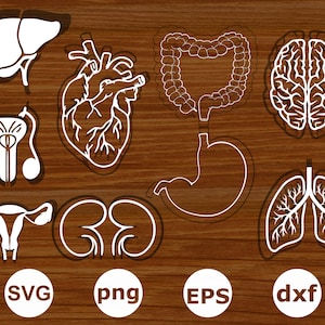 Human body parts svg .human body organs svg .  human body organs cut files .  human body organs silhouette . human anatomy body parts