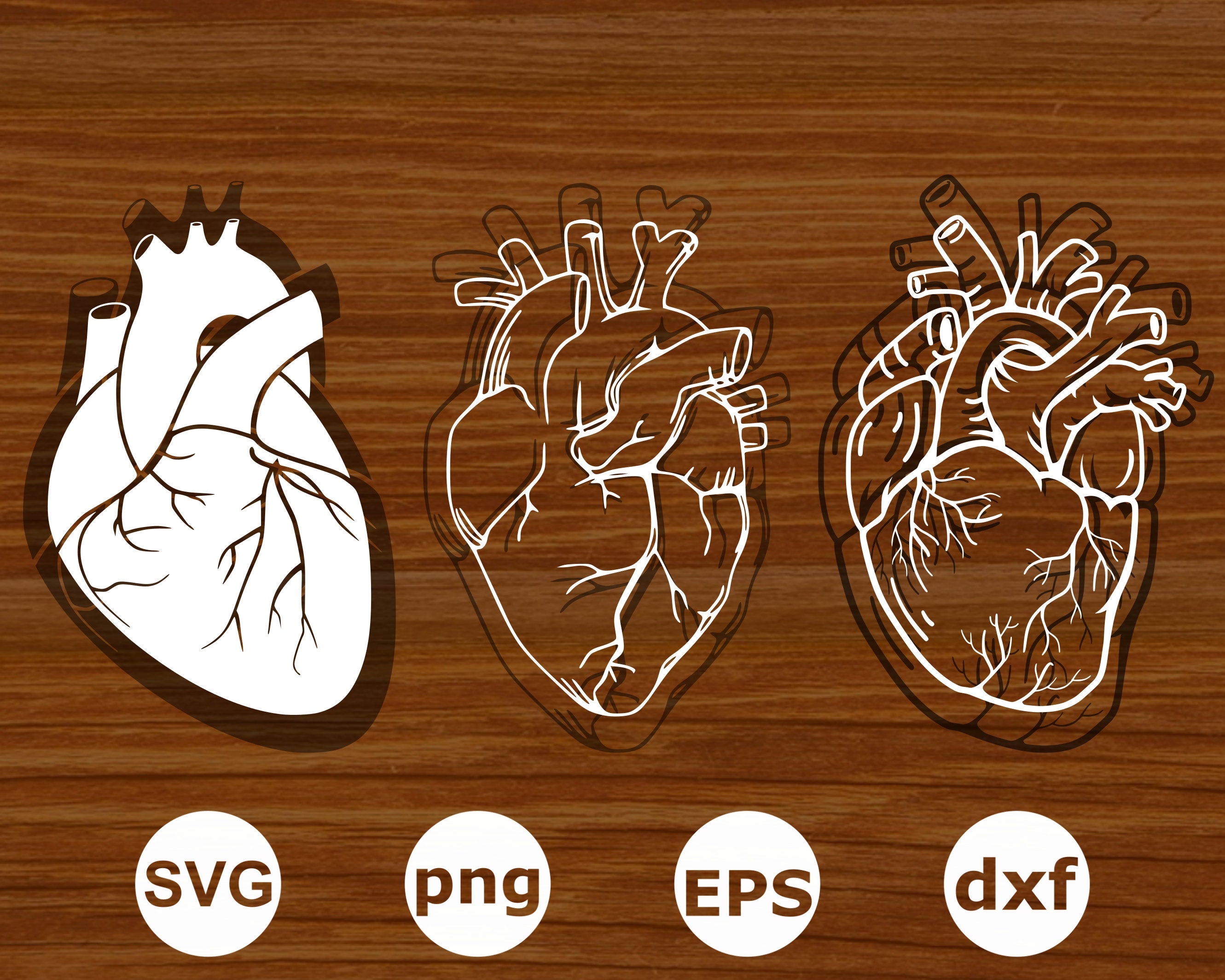 Heart Real Heart Svg . Anatomical Heart Svg . Heart Real | Etsy