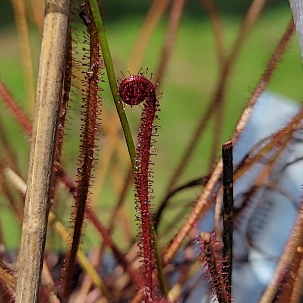Carnivorous Plant Live Etsy