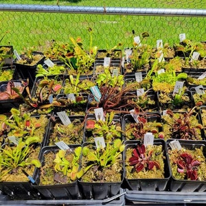 Venus Flytrap Seeds - Carnivorous Plant Seeds Open Pollinated