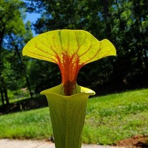 North American Pitcher Plant Seeds Sarracenia Flava Open Pollinated Seeds