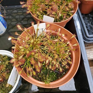 Spoonleaf Sundew Seeds: Drosera Intermedia Open Pollinated Carnivorous Plant Seeds