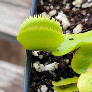 May include: A close-up of a Venus flytrap plant in a black plastic pot. The plant has bright green, toothed leaves and is surrounded by dark soil and white pebbles. The plant is in the early stages of growth.