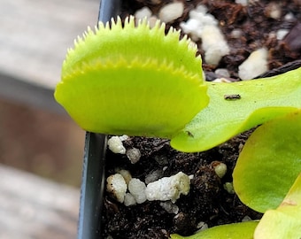 Venus Flytrap Live Carnivorous Plant CCCP Razor Blade