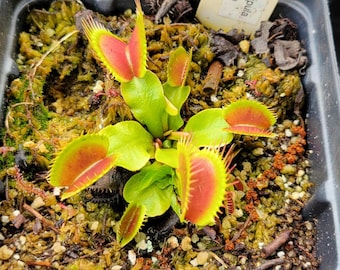 Venus Flytrap Live Carnivorous Plant