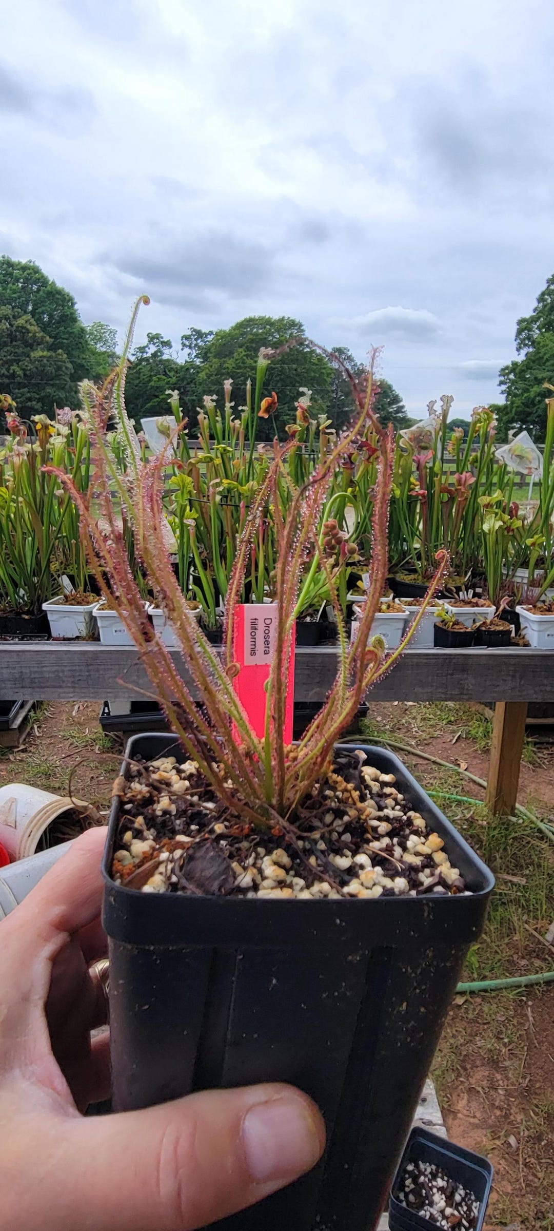 Threadleaf Sundew Range Threadleaf Sundew Drosera Filiformis Carnivorous Plant - Etsy
