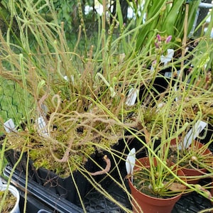 Threadleaf Sundew Seeds: Drosera Filiformis Carnivorous Plant Seeds