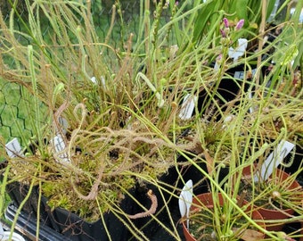 May include: A collection of carnivorous sundew plants in terracotta pots. The plants have long, thin, green leaves with red tips. The plants are growing in a black tray with a wire mesh bottom.