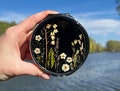 Pill box, Big Pill organizer, Pill box 7 day, Pill case, Pill organizer 7 day, Cute pill case, Pill organiser, Weekly pill box