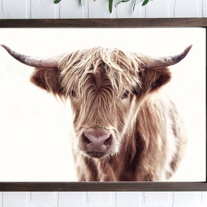 May include: A close-up portrait of a Highland cow with long, shaggy brown fur. The cow is looking directly at the camera with a curious expression. The background is a white wall.