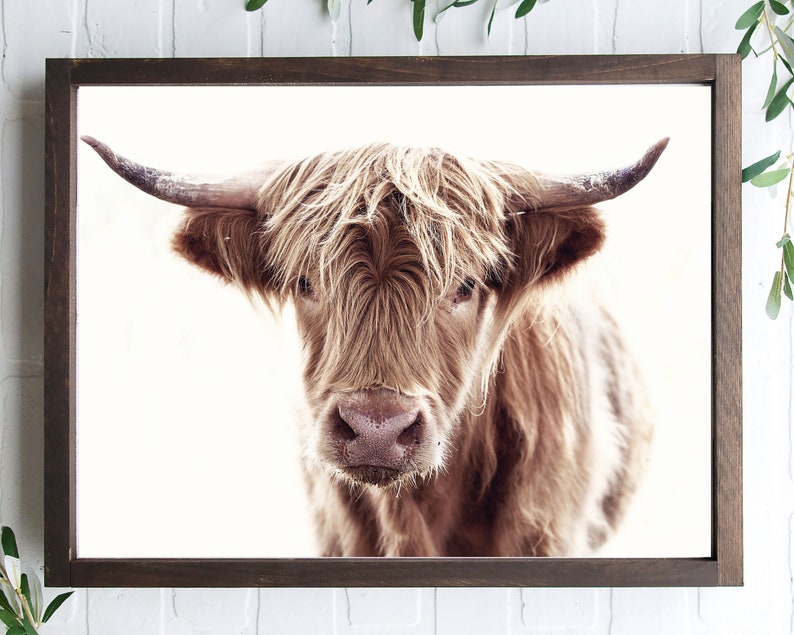 May include: A close-up portrait of a Highland cow with long, shaggy brown fur. The cow is looking directly at the camera with a curious expression. The background is a white wall.