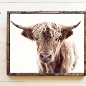 May include: A close-up portrait of a brown Highland cow with long, shaggy hair. The cow is looking directly at the camera with a soft, gentle expression. The background is a white, blurred backdrop.