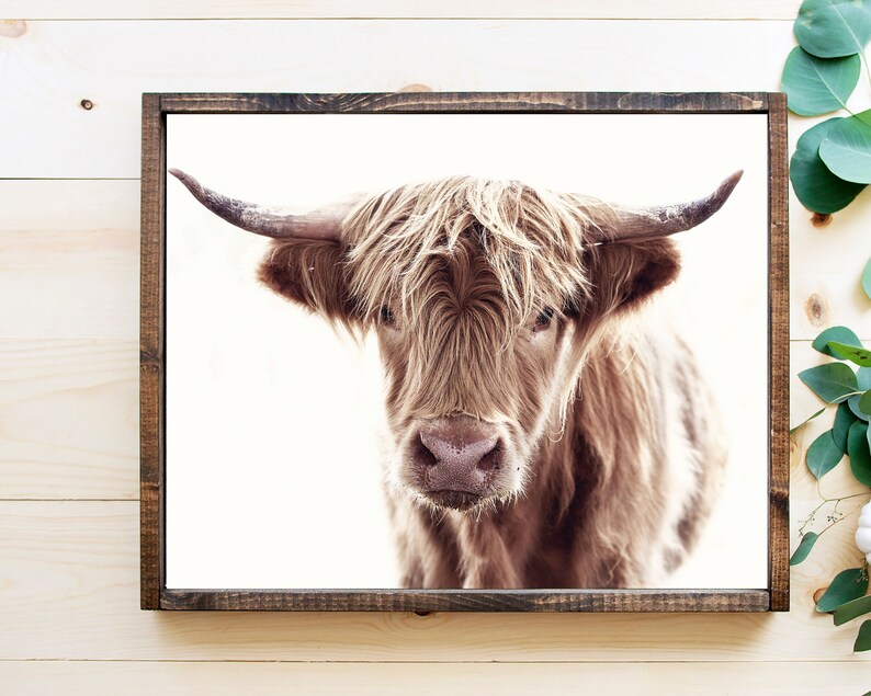 May include: A close-up portrait of a brown Highland cow with long, shaggy hair. The cow is looking directly at the camera with a soft, gentle expression. The background is a white, blurred backdrop.