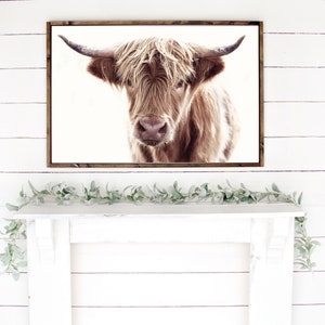 May include: A framed photograph of a Highland cow with long, shaggy brown fur. The cow is looking directly at the camera with a curious expression. The background is a white wall.