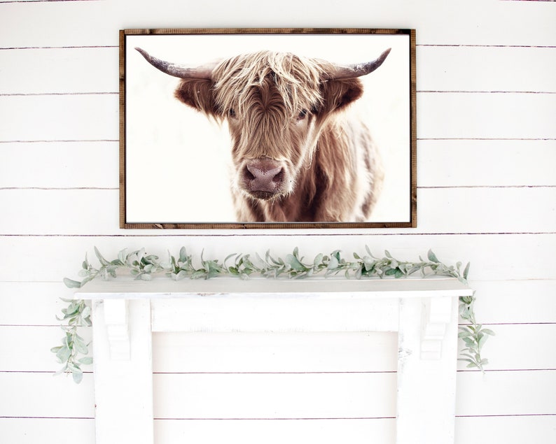 May include: A framed photograph of a Highland cow with long, shaggy brown fur. The cow is looking directly at the camera with a curious expression. The background is a white wall.