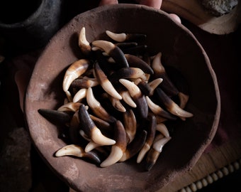 Antiqued Coyote Fangs: Bone Beads for Rituals, Charms (2.5cm-3.5cm)