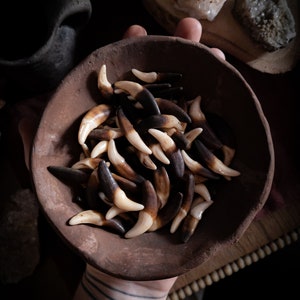 Presas verdadeiras em cor envelhecida profunda - ferramentas de artesanato - contas de osso para rituais e amuletos da sorte - 2,5 cm-3,5 cm - Dente de coiote, dentes limpos - SEM BURACO!