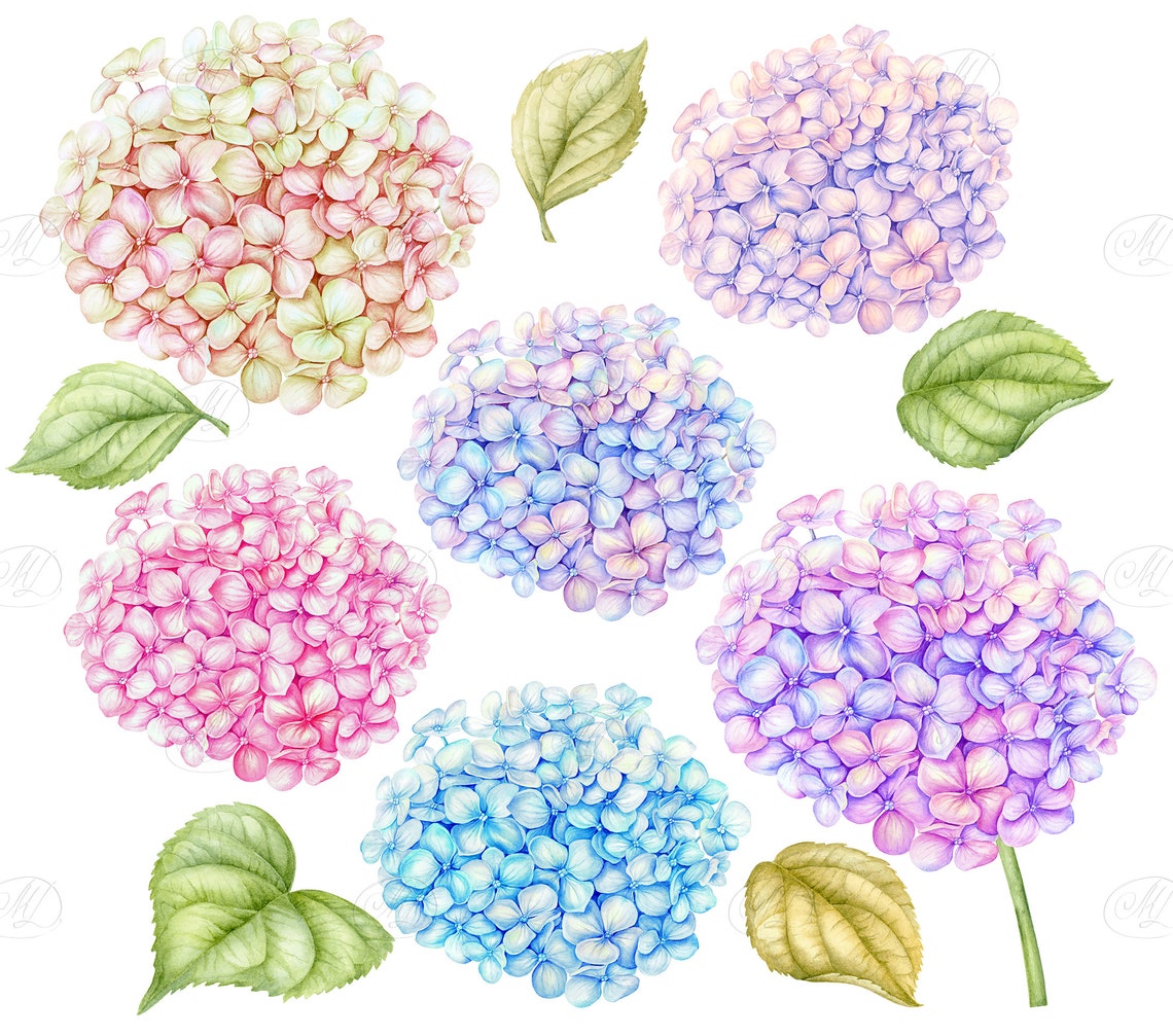 Watercolor Hydrangea Clipart Pink Purple Blue flowers | Etsy