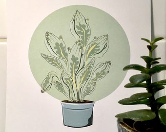 Prayer plant illustration