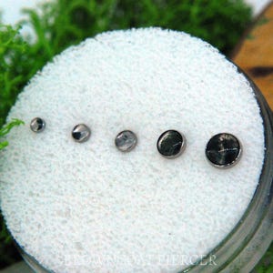 May include: A selection of six small, round, silver-toned body jewellery studs of different sizes, presented on a white, textured surface. The studs have a polished, reflective finish, with some showing a dark, mottled pattern. The text "BROWNCOAT PIERCER" is visible.