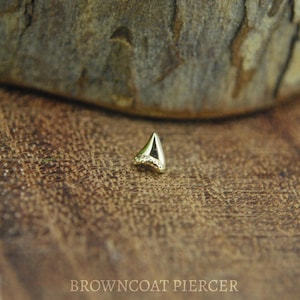 14kt Gelbgold Megalodon Zahn - Threadless End - Solid Gold Mini Haizahn