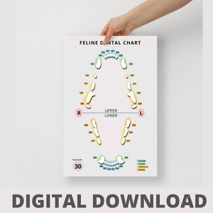 Gráfico dental felino DIGITAL - Idea de regalo del día veterinario para veterinarios, enfermeras veterinarias, técnicos veterinarios, recepcionista, estudiante, asistente