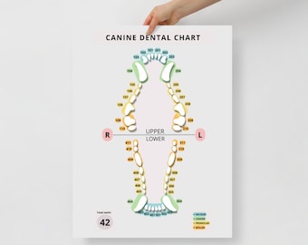 Canine Dental Chart - Veterinary Day Gift Idea for Vets, Vet Nurses, Vet Techs, Receptionist, Student, Assistant