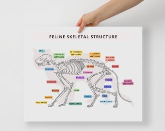 猫の解剖学ポスター：猫の骨格図、獣医アート - Etsy 日本