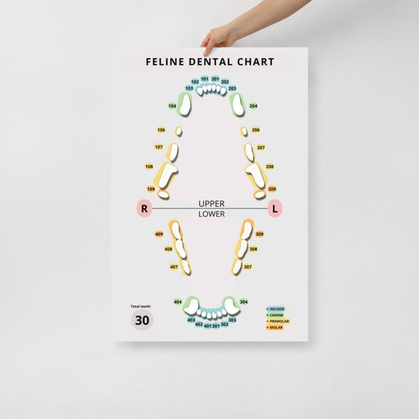 Feline Dental Chart -  Veterinary Day Gift Idea for Vets, Vet Nurses, Vet Techs, Receptionist, Student, Assistant