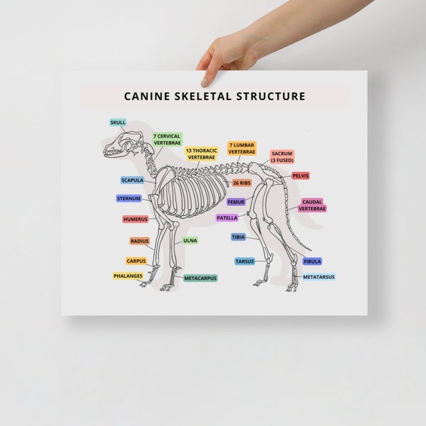 Canine Skeletal Structure - Veterinary Medicine Educational Poster, Study Aid, Veterinary Anatomy, Vet Student, Student Nurse