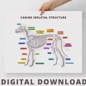 DIGITAL Canine Skeletal Structure - Veterinary Medicine Educational Poster, Study Aid, Veterinary Anatomy, Vet Student, Student Nurse