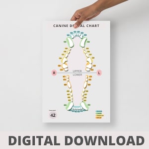 Gráfico dental canino DIGITAL - Idea de regalo del día veterinario para veterinarios, enfermeras veterinarias, técnicos veterinarios, recepcionista, estudiante, asistente