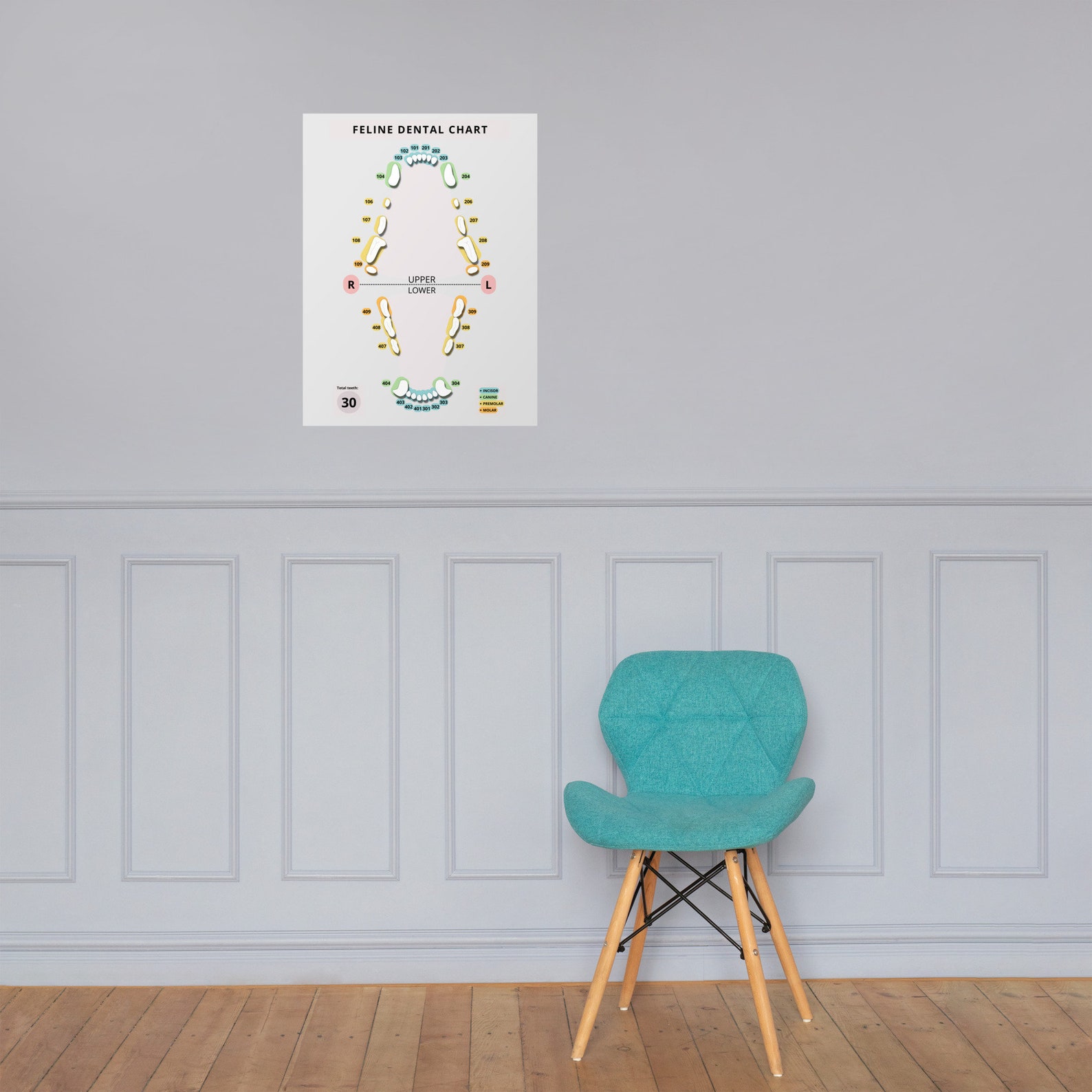 Feline Dental Chart Veterinary Day Gift Idea for Vets Vet Etsy