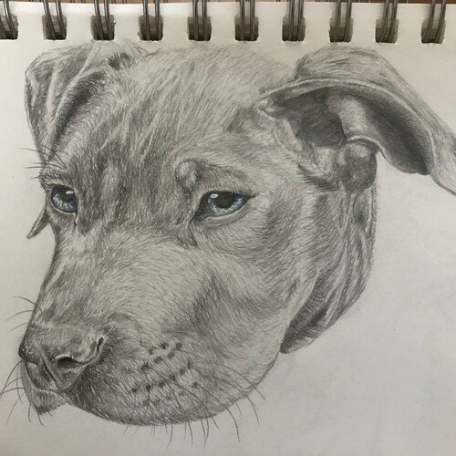 Custom Hyper-Realistic Animal Drawings .br Custom Hyper-Realistic Animal Drawings .br