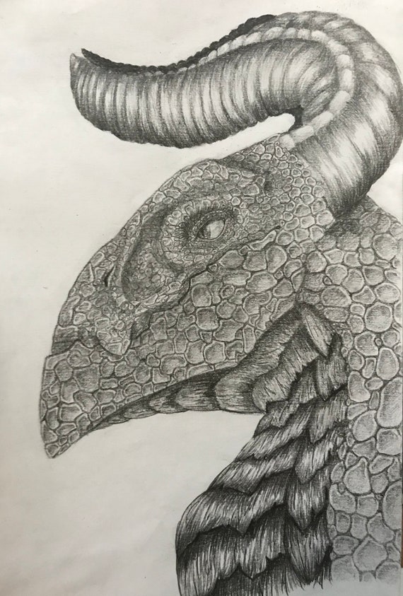 12 animal drawings | Image