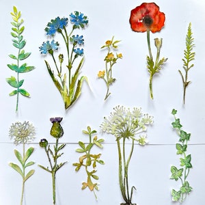 Flores de acuarela / Flores pintadas a mano / Flores silvestres troqueladas / Hierbas de pradera / Hierbas troqueladas /