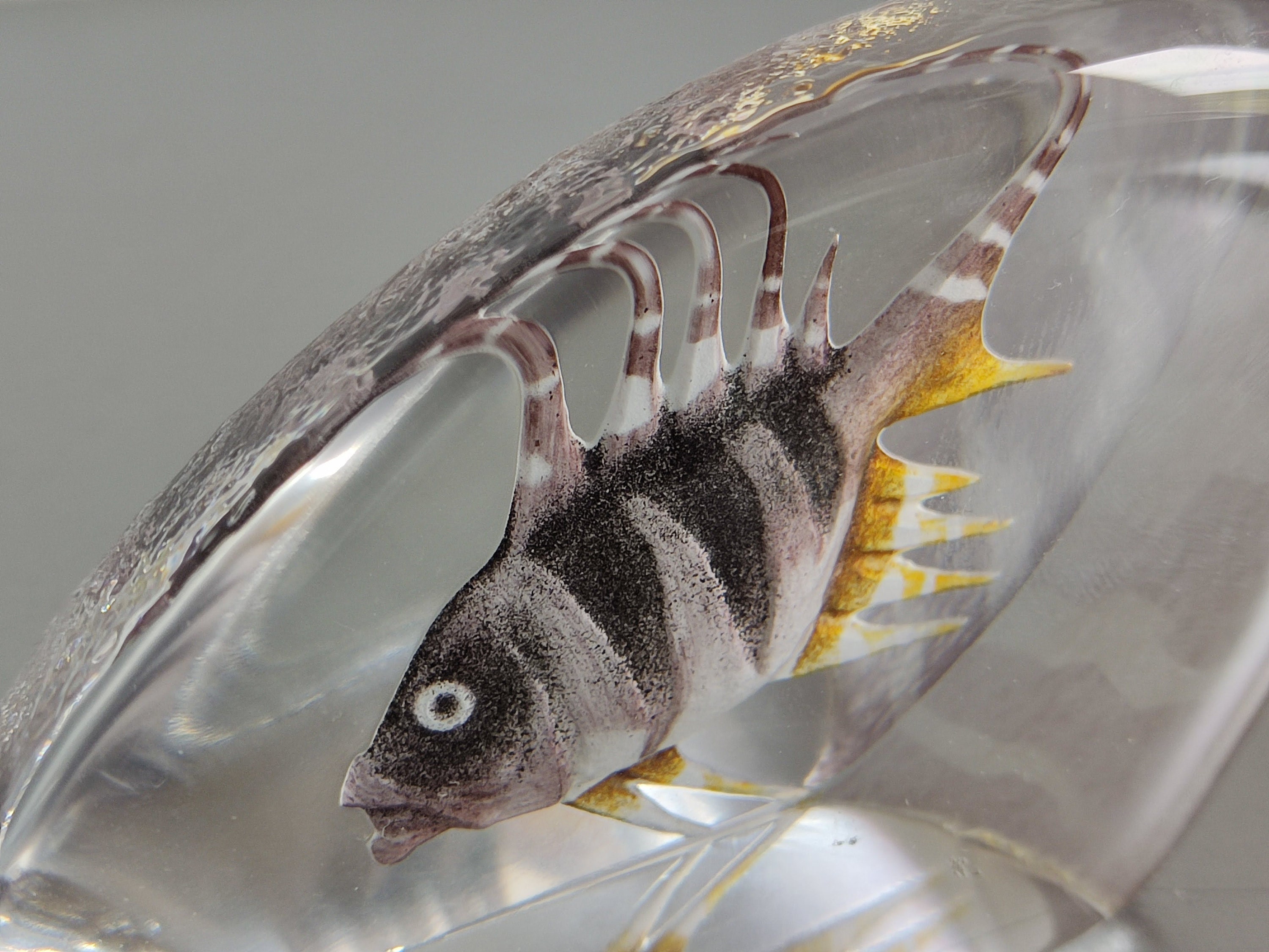 Glass Perch Fish 