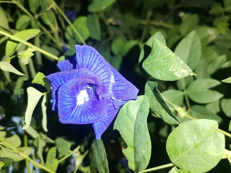 100 Pure Ceylon Dried Butterfly Pea Tea Flower Ayurveda Nil Etsy