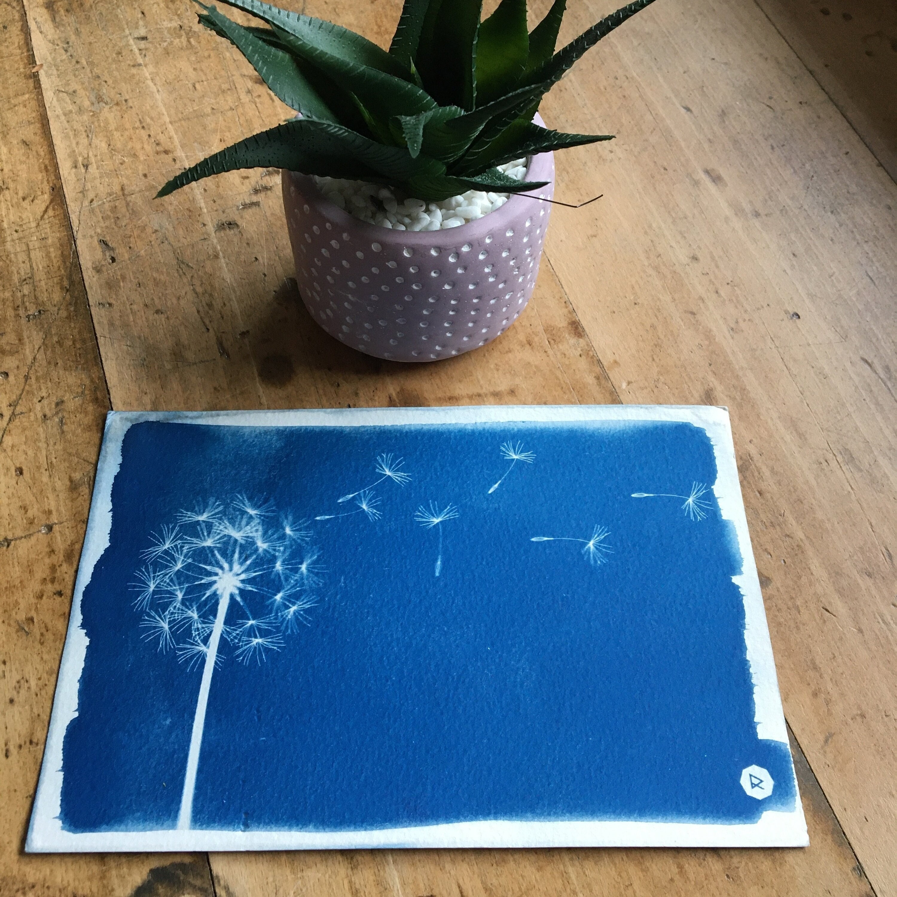 Cyanotype Dandelion 13 X 20 cm