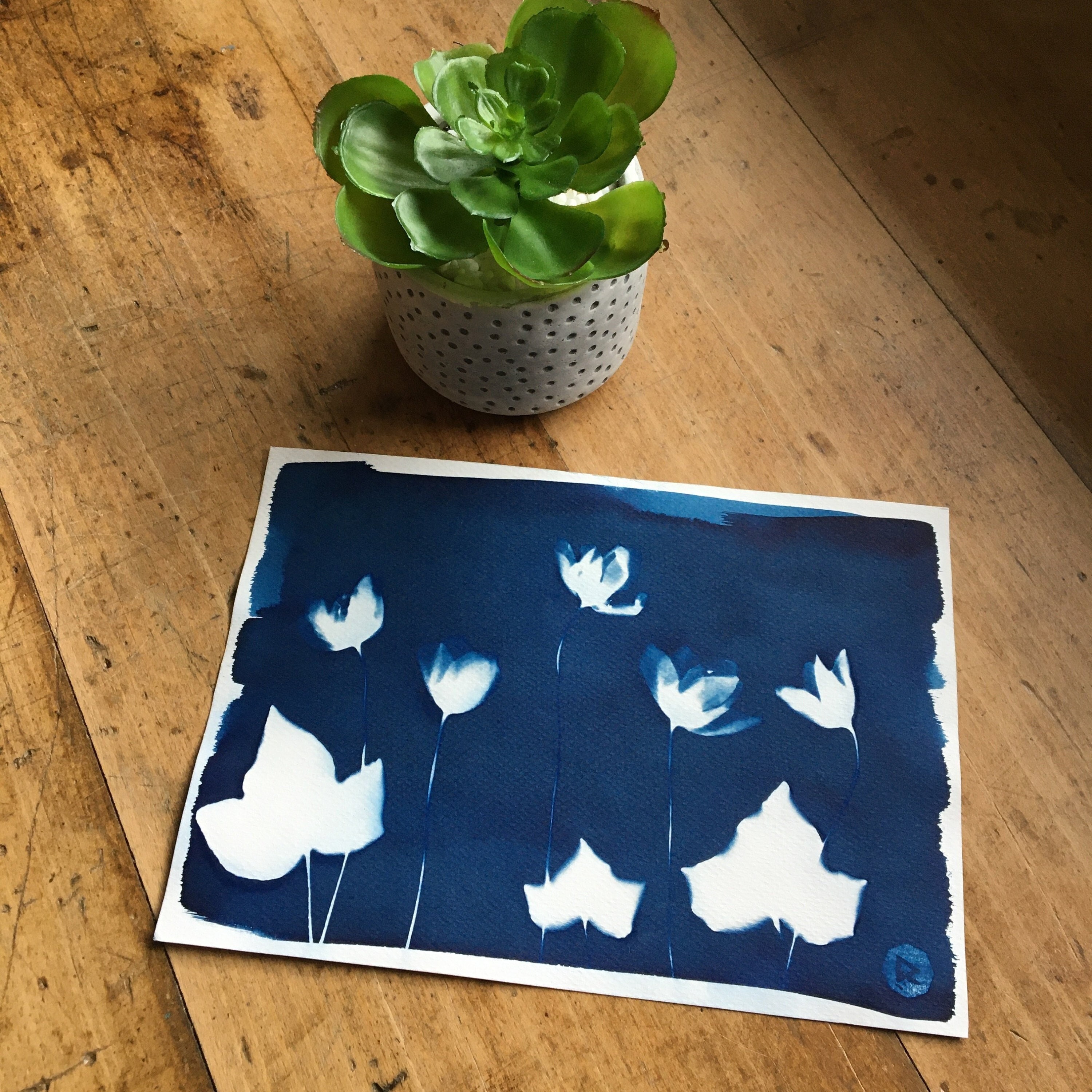 Cyanotype Les Délicates 21 X 14, 8 cm