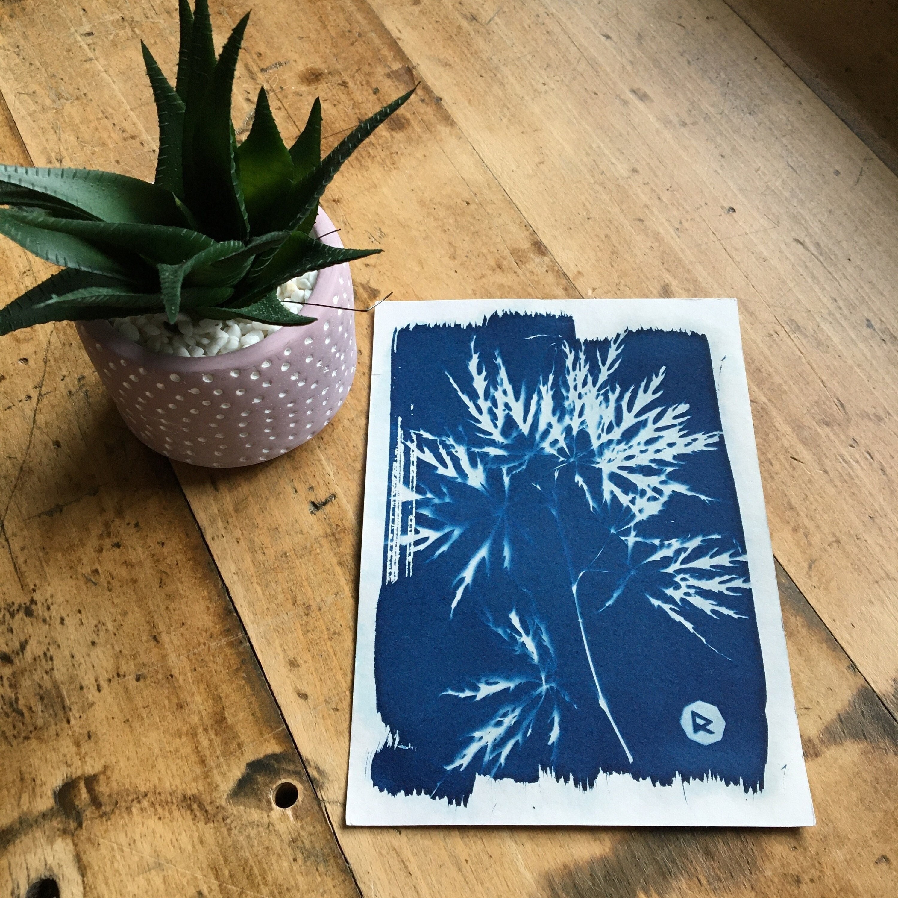 Cyanotype Érable Du Japon 13 X 18 cm