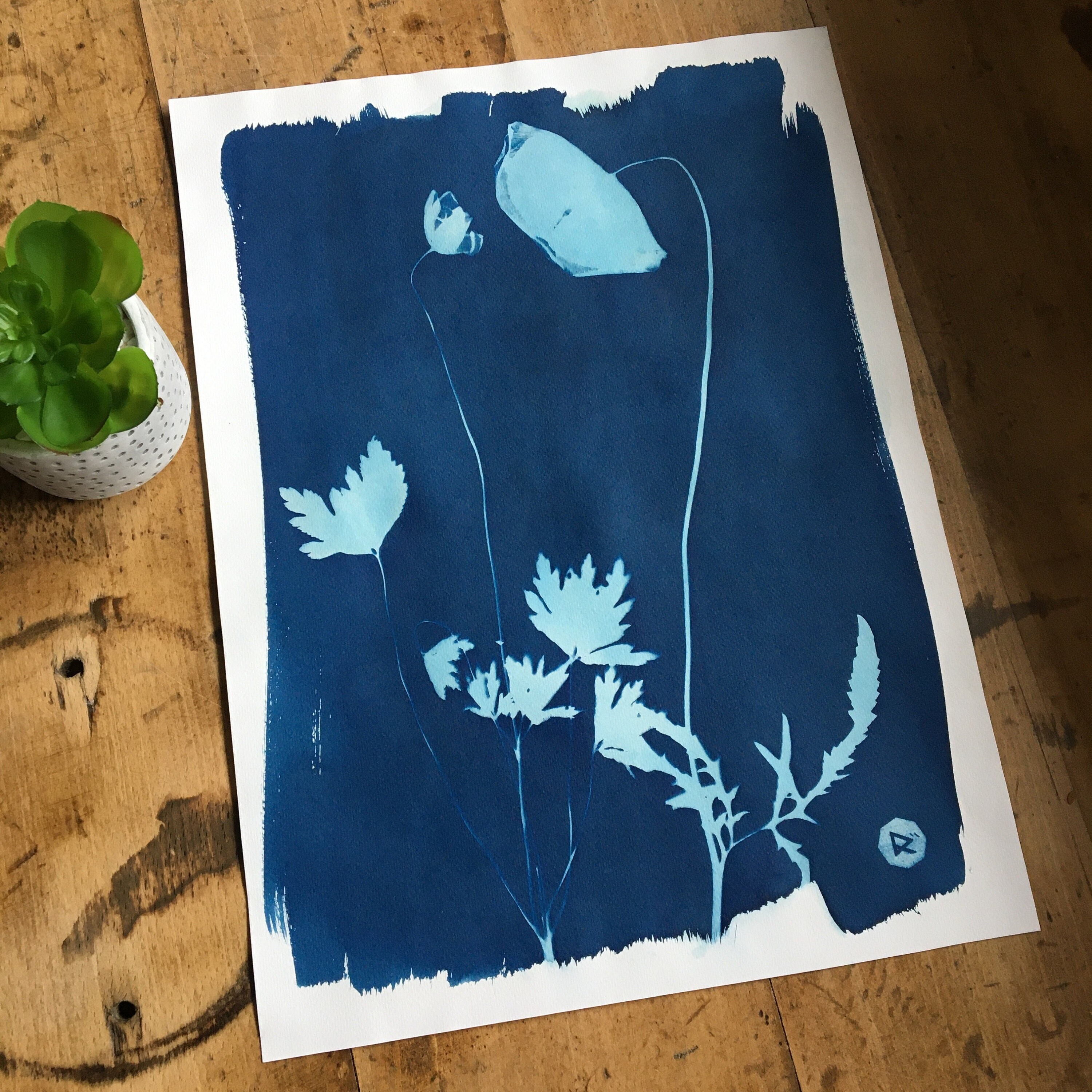 Cyanotype Causette 30 X 40 cm