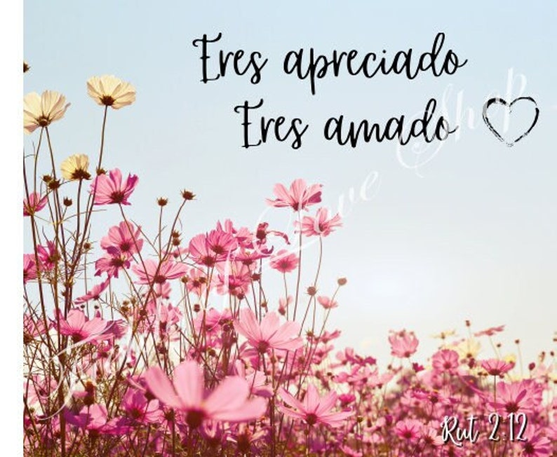 May include: A field of pink cosmos flowers with a blue sky in the background. The text "Eres apreciado Eres amado Rut 2:12" is written in black on the image.