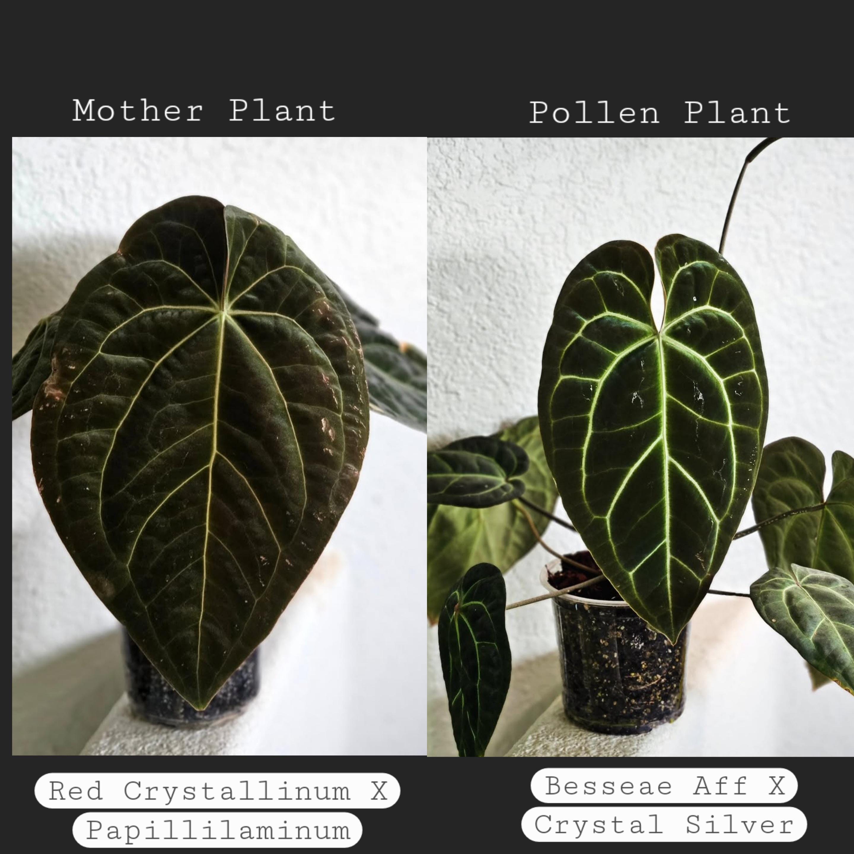 Anthurium (red Crystal X Papillilaminum) X (besseae Aff X Crystal